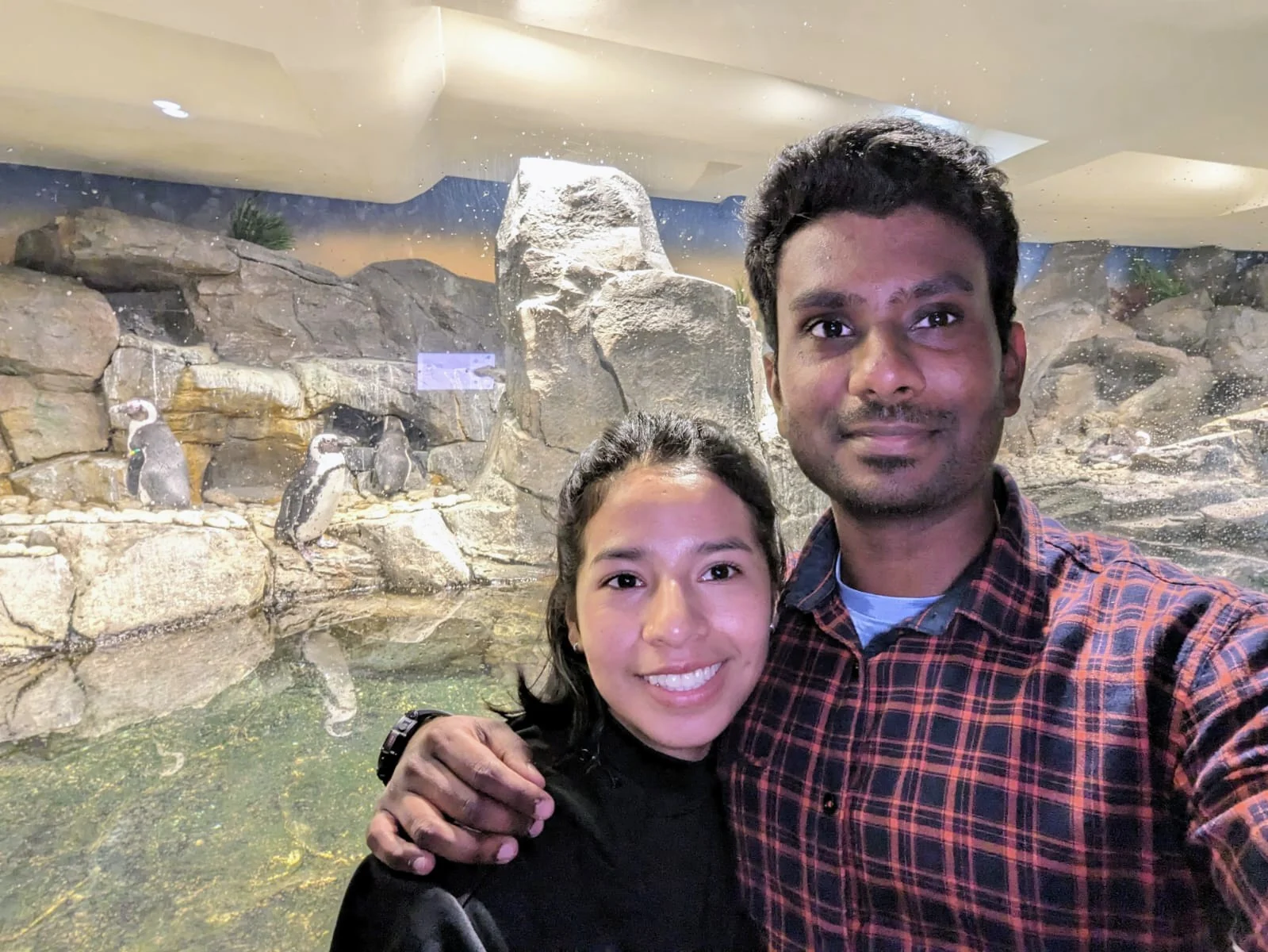 Penguin encounter